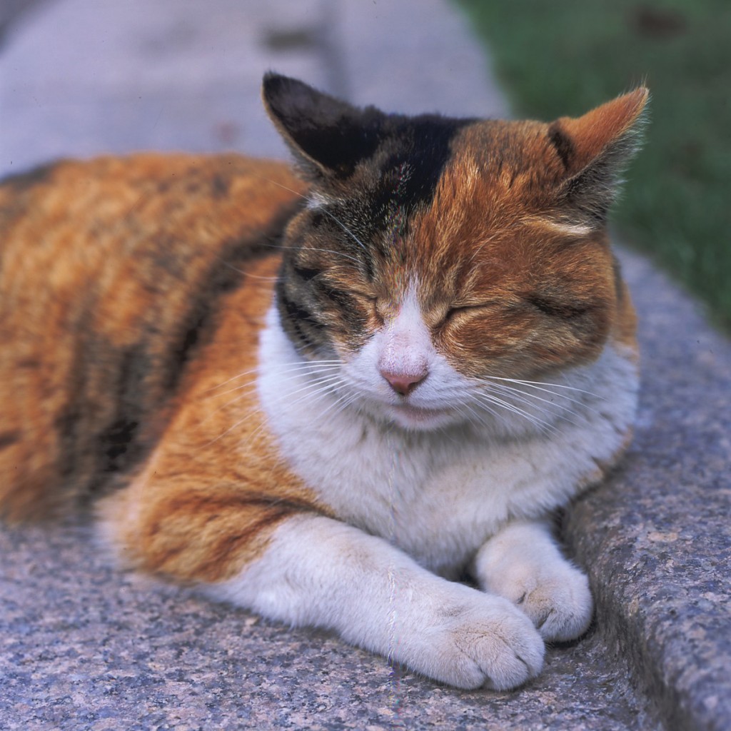 ねこ