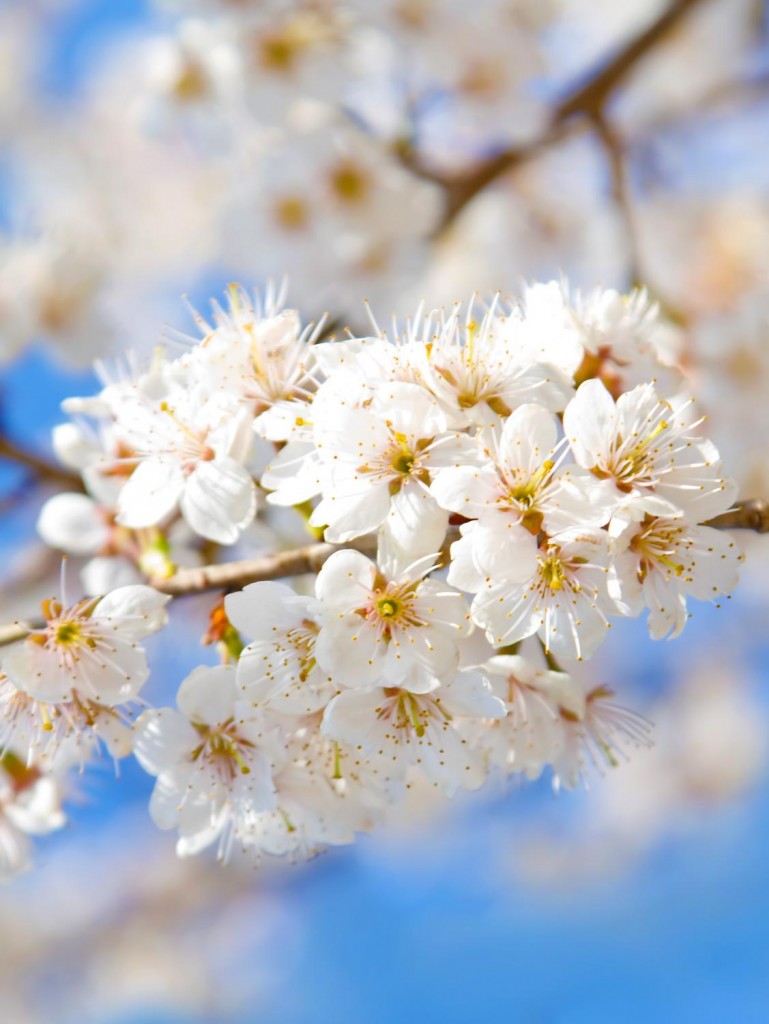 満開の桜