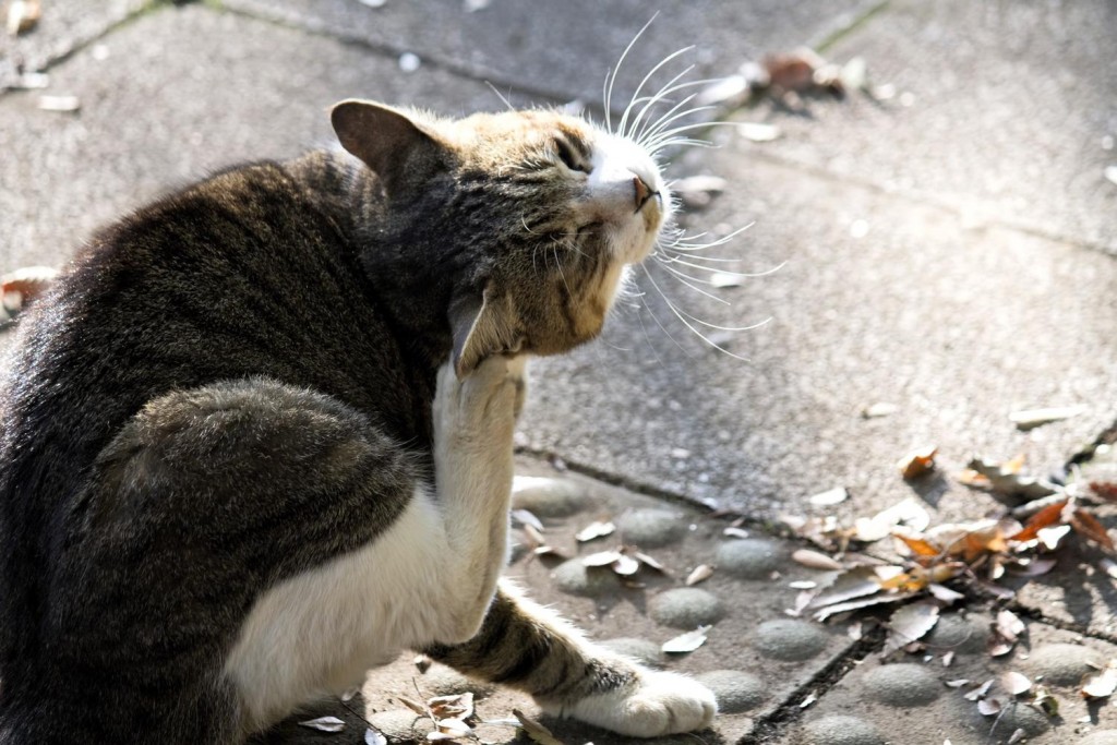 首をかく猫