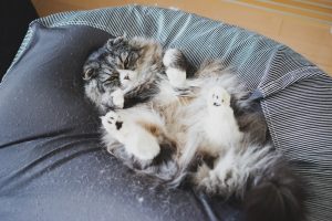 猫もダメにする例のソファー