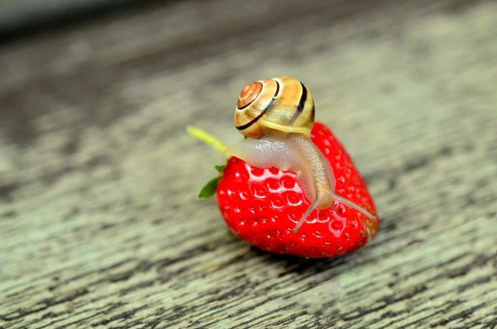 strawberry-snail-tape-worm-animal