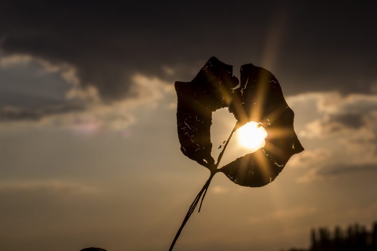 ハートの枯葉から覗く太陽