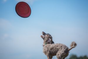 飛んできたフリスビーをキャッチしようと構えるわんちゃん