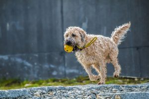 ボールを持って走る犬