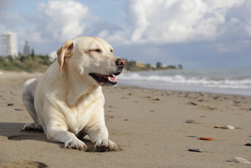ビーチでリラックスしている犬