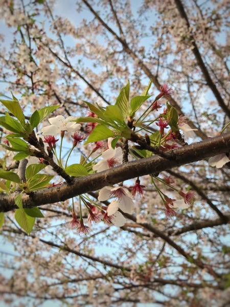 桜の香りを楽しむ1