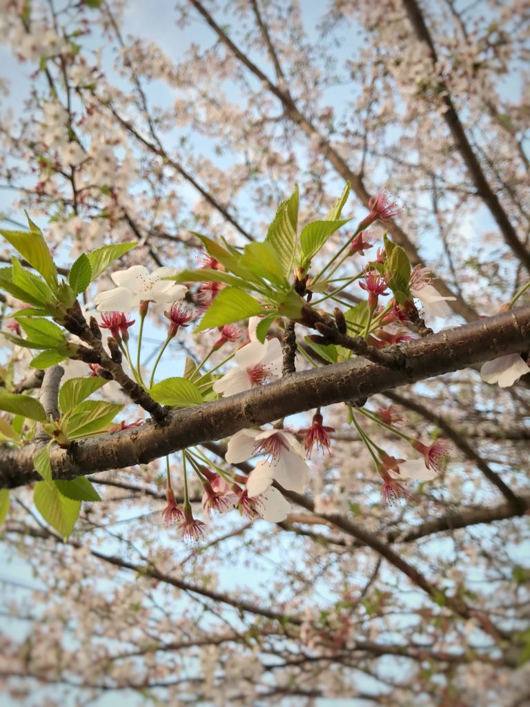 桜の香りを楽しんでみて