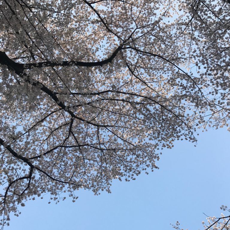 青空と桜