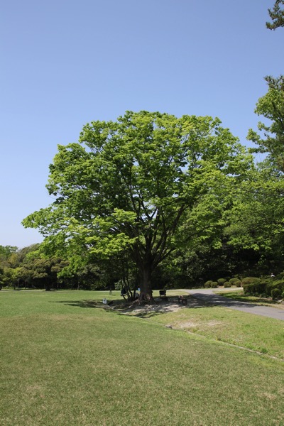 愛知県森林公園の植物園をまた散歩したい 自然に癒され 野生動物に驚きました 14