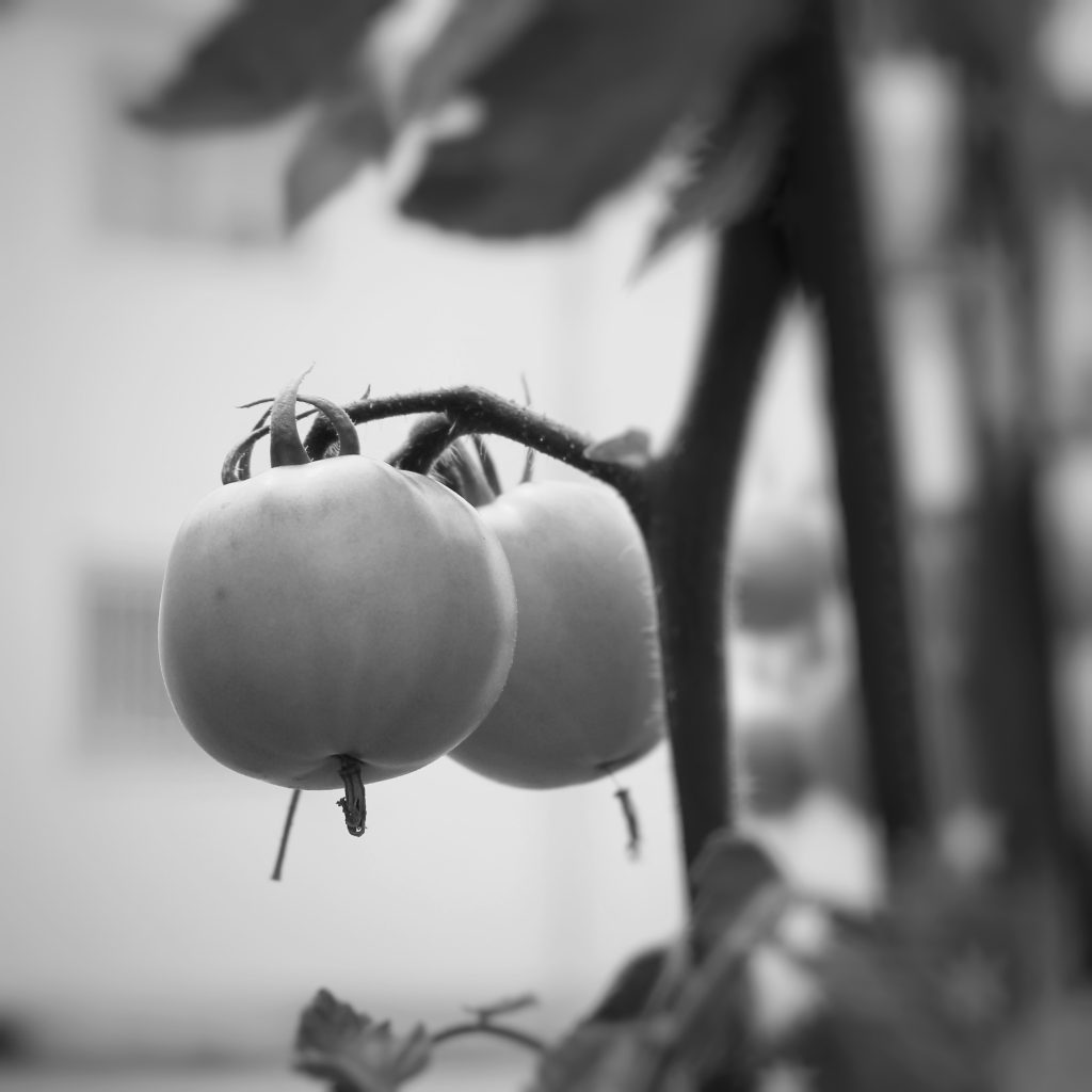 モノクロのトマト