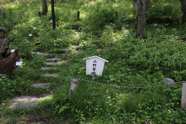 愛知県森林公園の植物園をまた散歩したい 自然に癒され 野生動物に驚きました 7