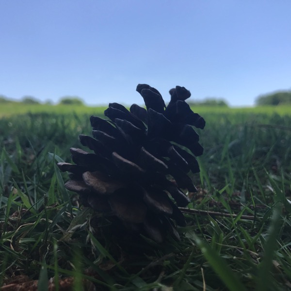 公園に落ちていた松ぼっくり