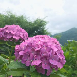 紫陽花