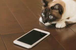 スマホの指紋認証に失敗する猫