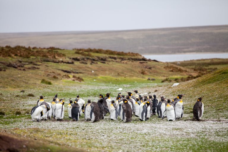 群れるペンギンたち