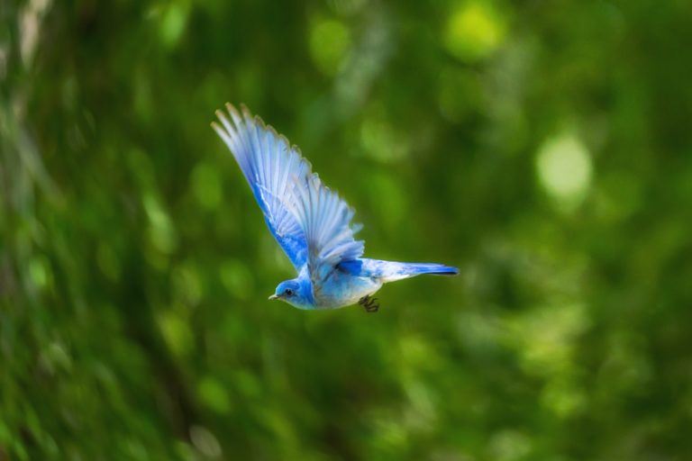 青い鳥