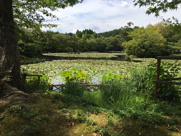 京都ぶらり観光の雑感 京都御所 龍安寺 仁和寺 1