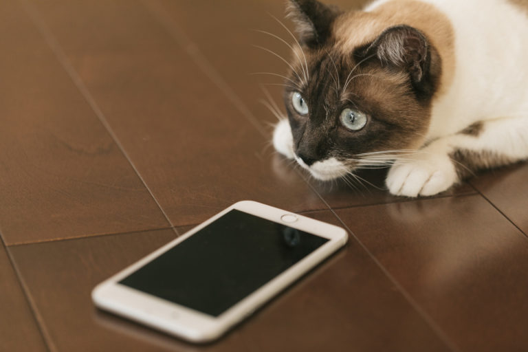 スマホの指紋認証に失敗する猫