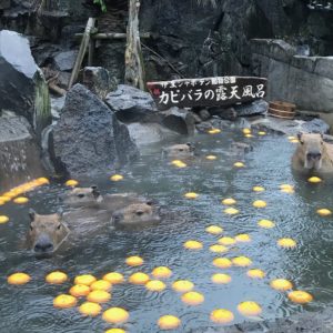 カピバラの温泉