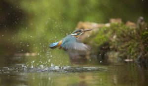 水辺から飛び立つ鳥