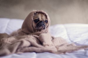 ベッドでうずくまる犬